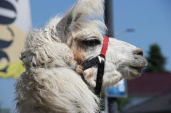 k-IMG_7859.jpg